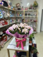 Hasır Saksıda Pembe Açelya