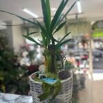 Yucca çiçeği aranjmanı