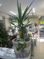 Yucca çiçeği aranjmanı