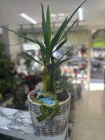 Yucca çiçeği aranjmanı - Görsel 2